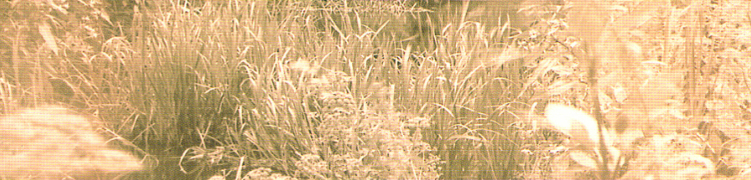 Red House Painters - Red House Painters Boxset To Be Released For Record Store Day